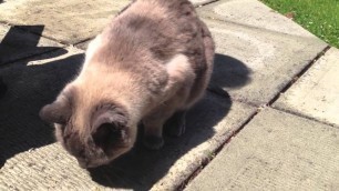 'Hungry Cat Loves Tuna Wet Cat Food-12 Year Old Half Siamese-Whity'