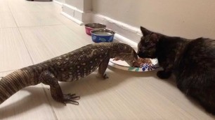 'Adorable Kitten And Lizard Share Food'