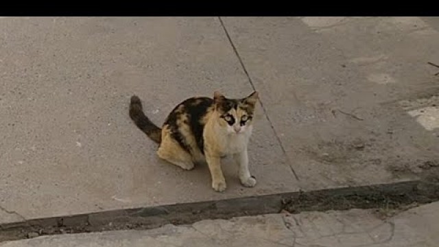 'Stray Cat Hunting Lizard For Food'