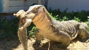 'Giant Lizard Tracks a Squirrel 100\' Downwind'