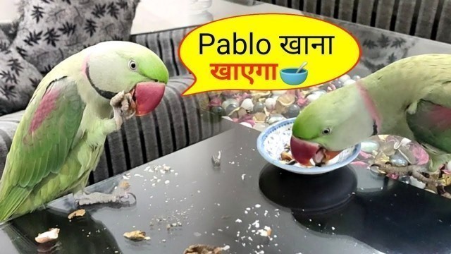 'Talking Parrot Pablo eating food - मम्मी मैं खाना खाऊंगा 