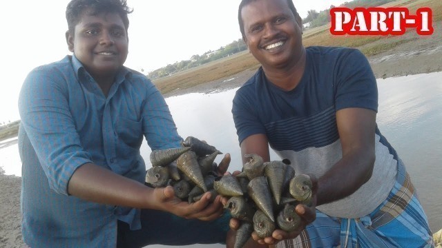 'River Snail Hunting and cooking|ஊராஞ்சி நத்தை பிடித்து வறுவல்|Small Boy Suppu-PART 1'