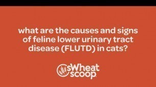 'what are the causes and signs of Feline Lower Urinary Tract Infection (FLUTD) in cats?'