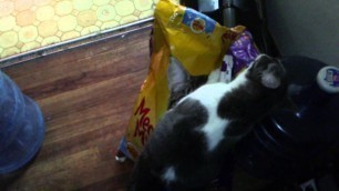 'Cat Loves Her Meow Mix Food'