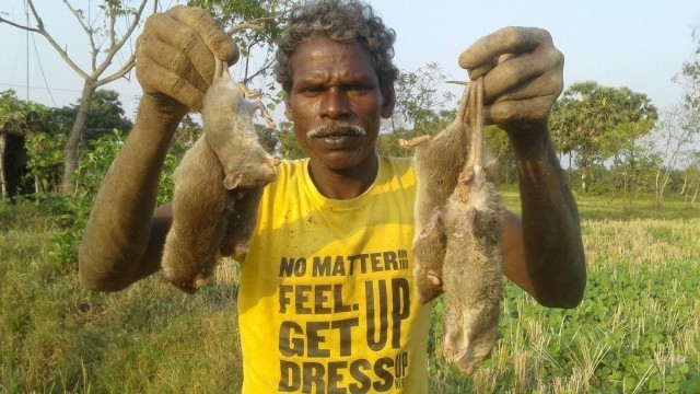 'Rat Hunting in My Village||கிராமத்து எலி வேட்டை||Village food safari'