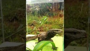 'Cute Monitor Lizard waiting for food'