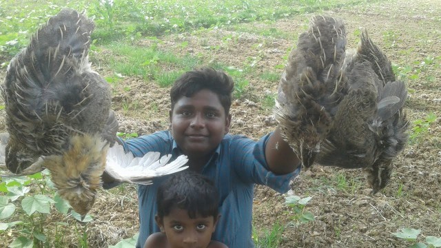 '4 Full Angry bird briyani||முழு காடை பிரியாணி|Small Boy Suppu||Village Food safari'