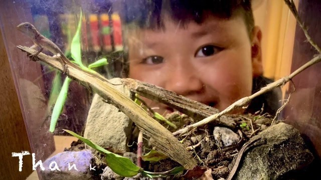 'How to Collect Fruit Flies - Foods For Baby Lizard - Feeding Time'