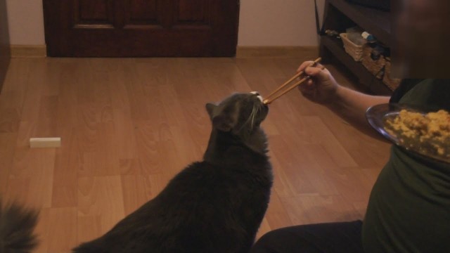 'My cat loves Thai food / Mój kot kocha tajską kuchnię'