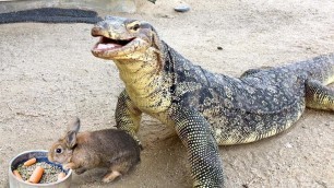 'Lizard Swallows Feeder Rabbit Tail First'