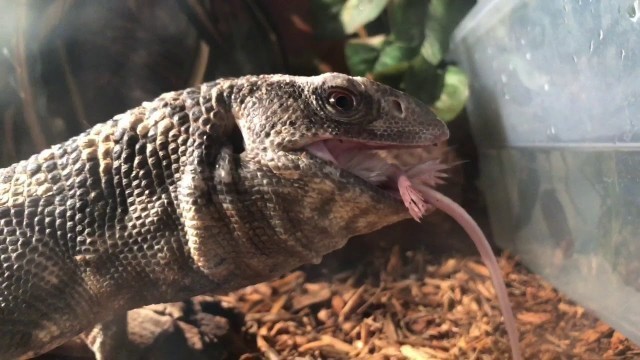 'Feeding my monitor lizard LIVE food'