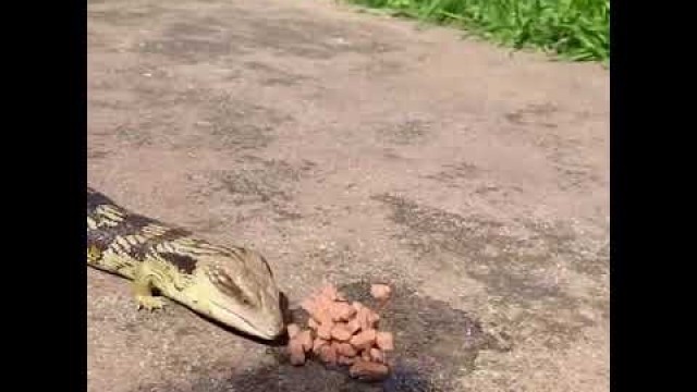 'DOG SHARES THEIR FOOD WITH BLUE TONGUED SKINK LIZARD'