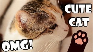 'The cute calico cat loves sleeping and eating cat food'