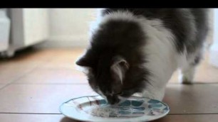 'This Fancy Cat Loves Parmesan Cheese | Food & Wine'