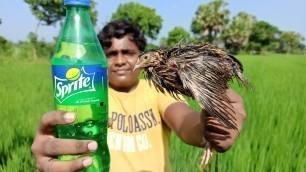 'Sprite Quail|Sprite காடை|காடை வேட்டை|Yummy Tasty and Spicy Dish|Village Food Safari|'