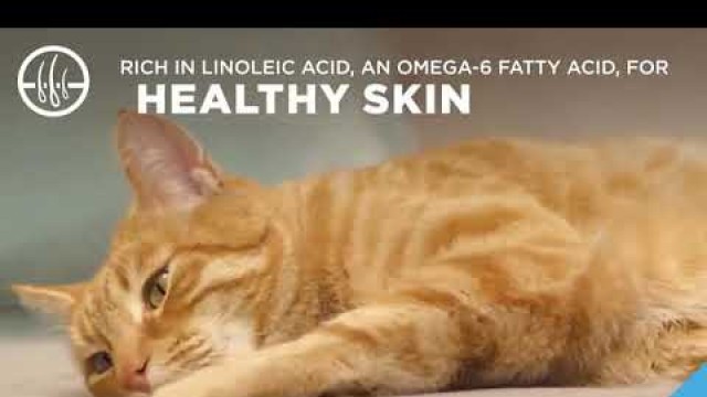 'Purina Pro Plan Focus Urinary Tract Health Adult Wet and Dry Food Reviews'