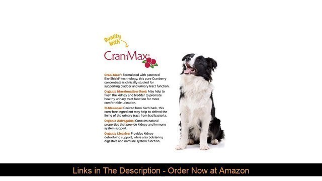 '☄️ Cranberry Soft Chews for Dogs - Kidney, Bladder & Urinary Tract Wellness Supplement - With D Man'