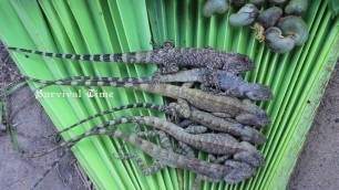 'Primitive Technology: Find Lizard in forest - Cooking lizard eating delicious'