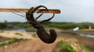 'Alien Insect Hunting|விசித்திர பூச்சி வேட்டை|சங்கு வேட்டை|Village Food Safari|'