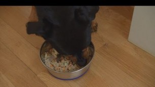 'The healthier alternative to dog food'