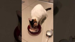 'cat loves wet food yeah yea 