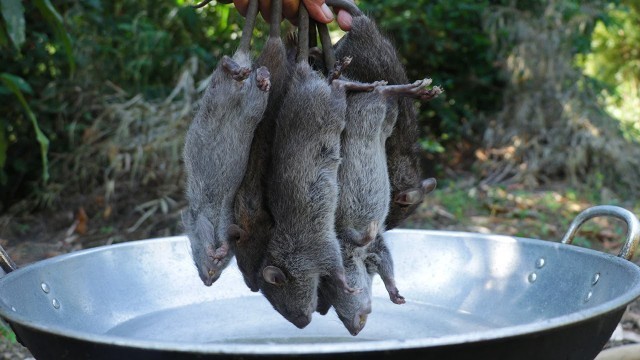 'Fried Rat in simple recipe with mango sauce in my village #ratcooking #friedrat'