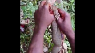 'Lizard Catch And Clean Process | Survial Food |  Lizard Hunt In My Village / Sate Biawak'