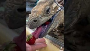 'Gaint lizard is angry #lizard #food #viral'