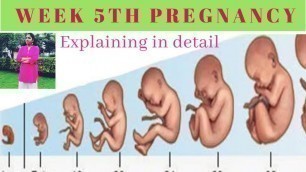 'தமிழ் || Pregnancy week 5 Update|| Explaining in Tamil'