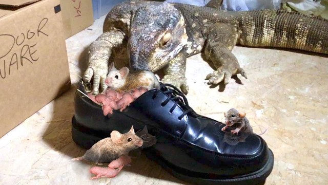 'Lizard Finds Rat Nest in Nice Dress Shoes--Eats Everyone'