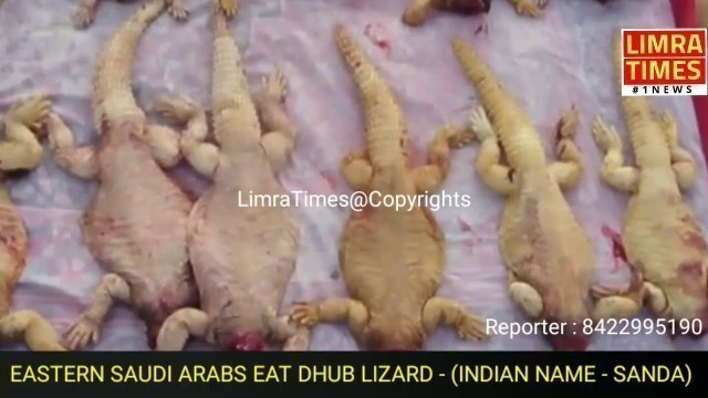 '#EASTERN #SAUDI #ARABS #EAT #DHUB #LIZARD / SANDA'