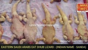 '#EASTERN #SAUDI #ARABS #EAT #DHUB #LIZARD / SANDA'