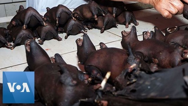 'Bats For Sale at Indonesia Market Despite Coronavirus Warning'