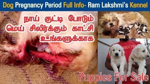 'Dog Pregnancy Period Full Info | Dreamer Paul Vlog | Tamil'