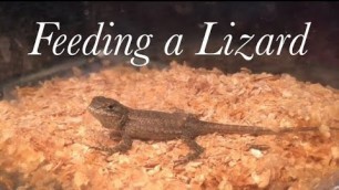 'Caring for a Wild Blue Belly Lizard | How to Feed a Pet'