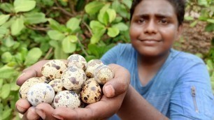 'காடை முட்டை வேட்டை|Quail Eggs Hunting and Cooking|முட்டை கிரேவி|Small Boy Suppu|Village Food Safari'