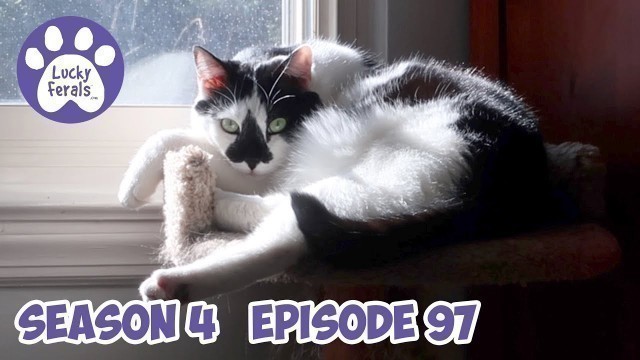 'Cats Like To Watch TV, Hydrox Loves Homemade Food, A New Boo Discovery * S4 E97'