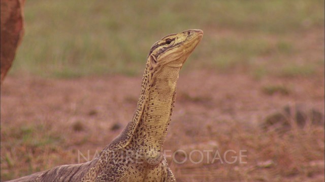 'Sand Monitor Lizard looking for food'