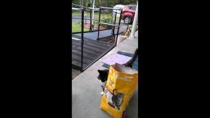 'Kitty food'