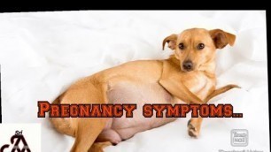 'Dog pregnancy symptoms and care | tamil | jayam ideas'