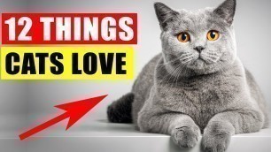 '12 Things Cats Love the Most'