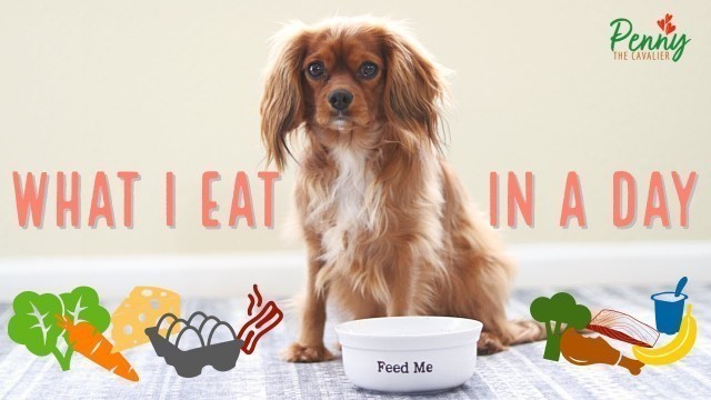 'What My Dog Eats in a Day | Fresh Food Diet 