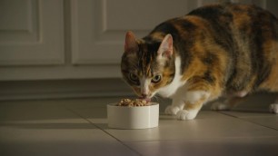 'This Picky Cat Loves Wellness Cat Food'