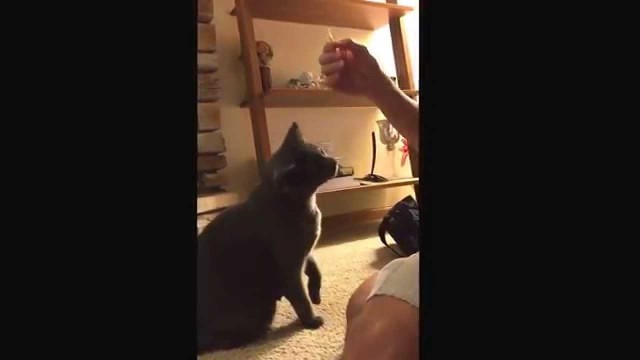 'Cat loves foods'