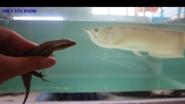 'Arowana Eating Lizard | silver arowana eating lizard | Cá Rồng Ăn Rắn Mối Trong 10 Giây Kinh Khủng'