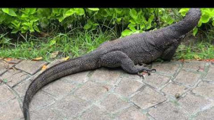 'Amanpulo monitor lizard Bayawak walking looking for food'