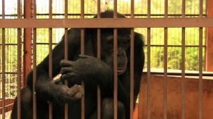 'Chimpanzees begging and dancing for food,  Bamako zoo, Mali, July 2010'