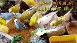 'Love Birds Colony Breeding in Home - easy way to breeding | உங்கள் லவ் போர்ட்ஸ் உடனே முட்டையிட 