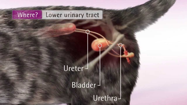 'Feline Urinary Health'