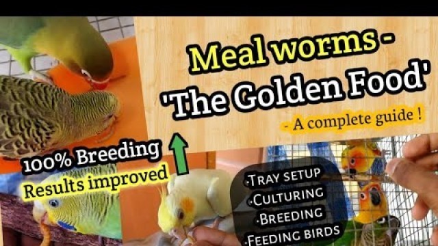 'Mealworms for Birds - \"The Golden Food\"  A Complete Guide || BirdsofKanth || Tamil'